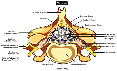 spinal cord cross section anatomy anatomy diagram book images and photos finder