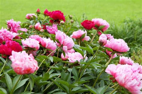 Extend The Blooming Season Of Your Peonies