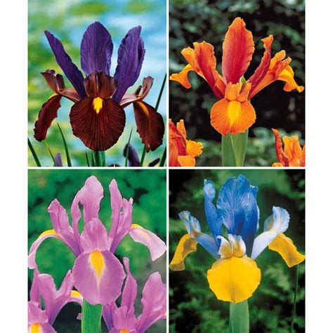 Iris de Hollande colorés en mélange Le paquet de 40 bulbes