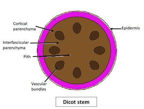 Vascular Bundles In Dicot Stems Areaopen Collateral Endarchb