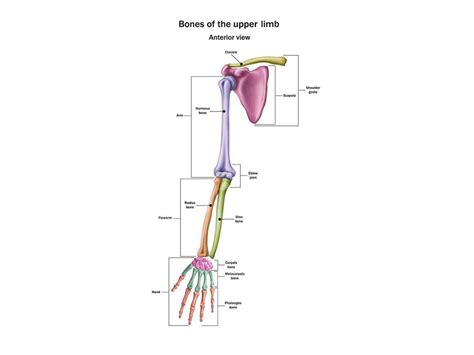 Solution Upper Limb Anatomy 1 Studypool