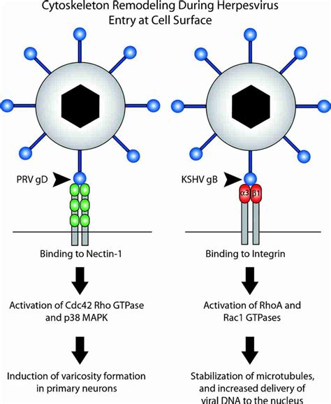 Binding Of Herpesvirus Glycoproteins To Host Receptors During Viral