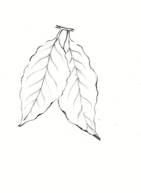 Leaf Pencil Drawing At Getdrawings Free Download
