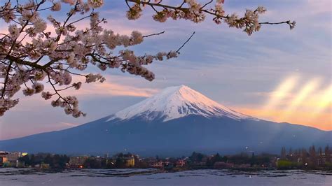 Spring Sakura Mount Fuji Live Wallpaper Moewalls