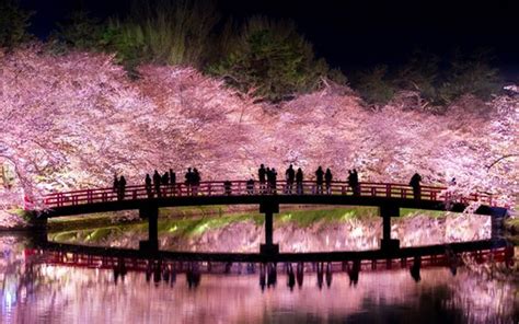 Cantik Himpunan Gambar Gambar Sakura Ketika Malam Di