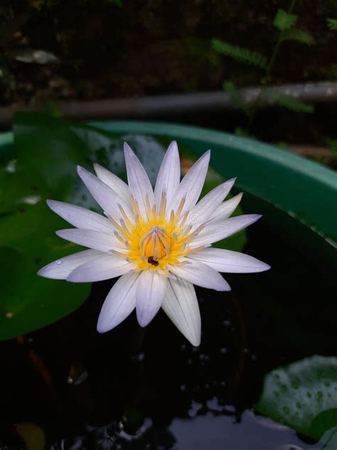 National Flower Of Sri Lanka Blue Manel Stock Photo Image Of Blossom