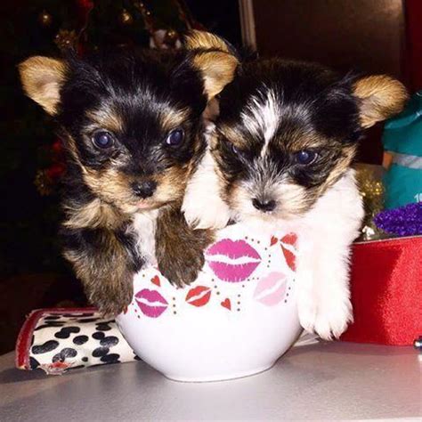 Most have some champions in the lines if this is an interest to you, we have show quality our sweet puppies for sale are ready for their new home in california and we ship worldwide if necessary. CKC Parti yorkie Traditional Yorkie for Sale in Riverside ...