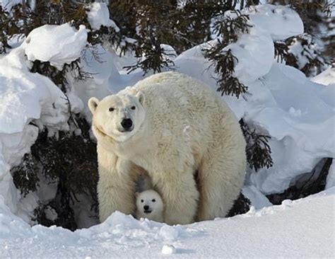 White Wolf Mother Polar Bear Rescues Her Baby From Snow