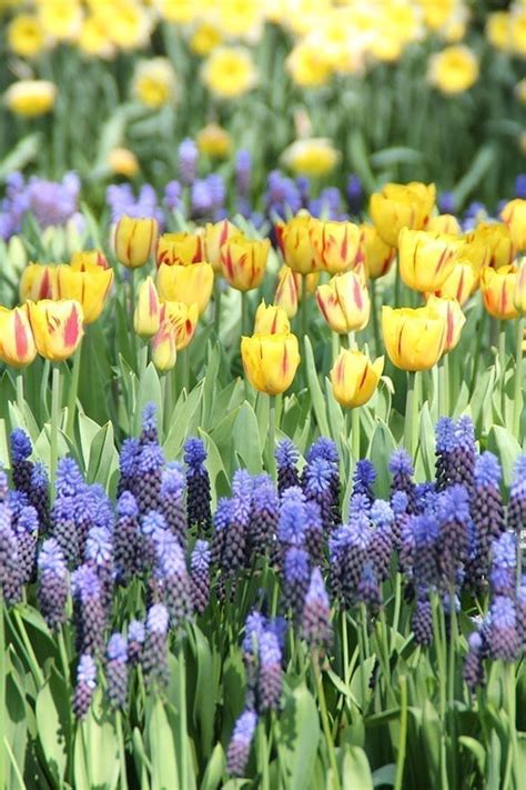 Washington Onings Holland Flowerbulbs