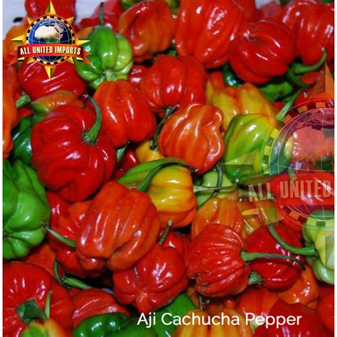 Aji Cachucha Pepper