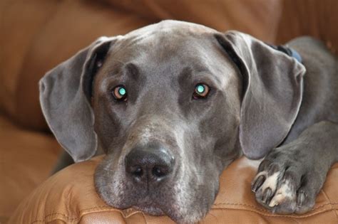 Jake The Great Dane And I Love To Cuddle Great Dane Dane Dogs