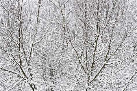 Trees Covered With Snow Cold Winters Stock Image Image Of Covered