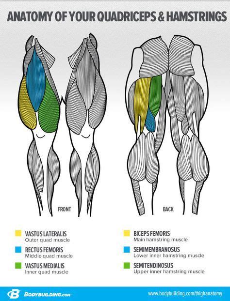 When the abdominal muscles are weak, the muscles that allow us to bend at the hip get tighter, increasing the curve at the lower back. Ask The Siege: 'What's The Best Way To Build Big Legs ...