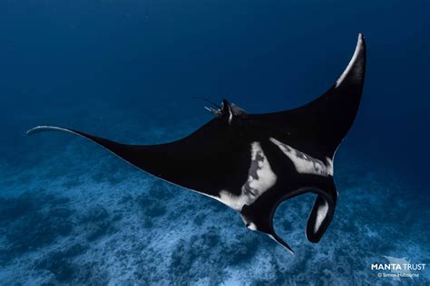 Maldives Oceanic Manta Ray Project Update — Manta Trust
