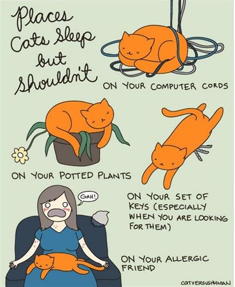 23 Funny Comics That Reveal The Reality Of Owning A Cat