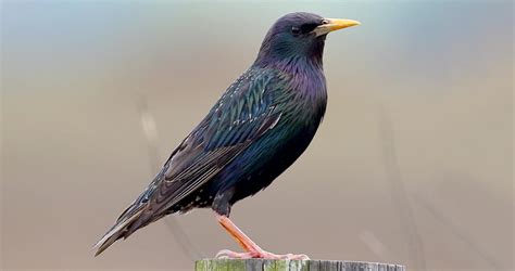 European Starling Identification All About Birds Cornell Lab Of