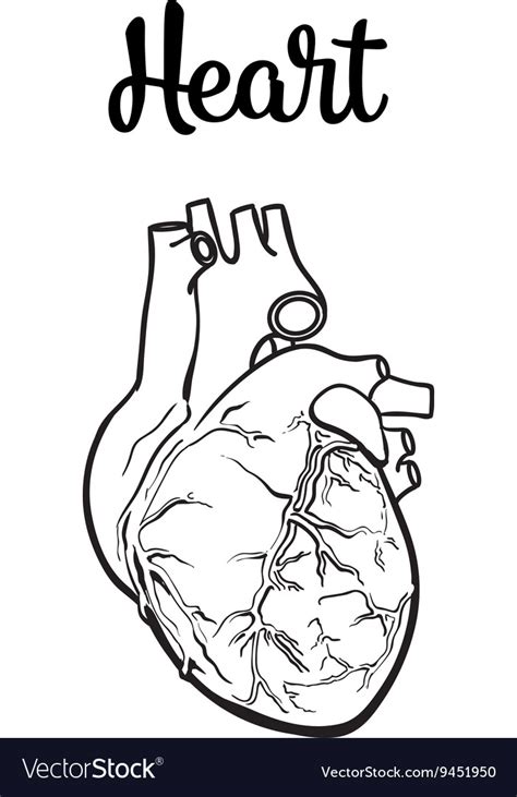 Anatomical Human Heart Royalty Free Vector Image