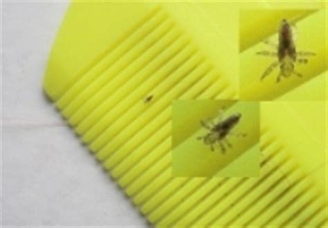Human Lice