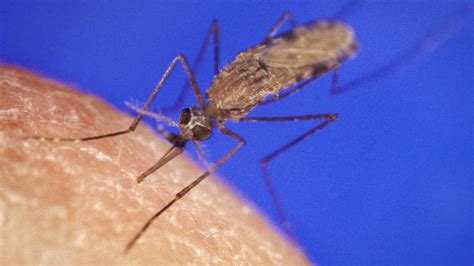 Using Gene Drives To Control Malaria School Of Veterinary Medicine