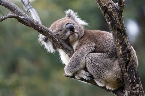 Koala Hug A Tree Day By Mary Broome Redbubble 980628 Funny