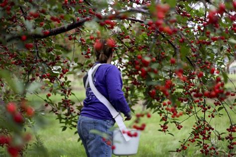 Farmers Brace As Michigans Tart Cherry Harvest Estimated At One Third Of Normal For Second Year