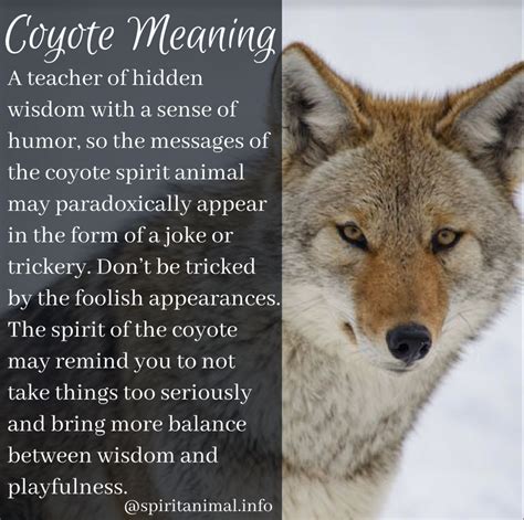 Coyote Spirit Animal | Totem Meaning | Spirit animal meaning, Find your spirit animal, Spirit ...