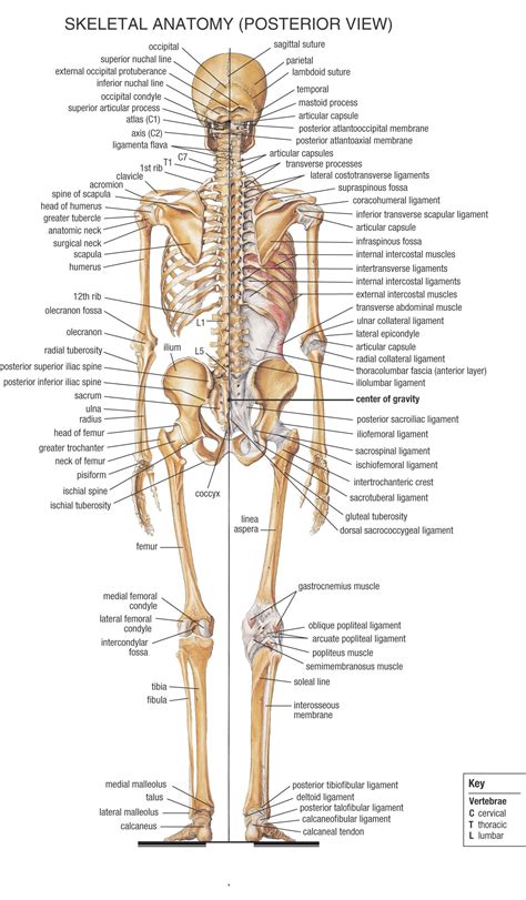 Human Skeleton Anatomy Medical Anatomy Human Body Anatomy