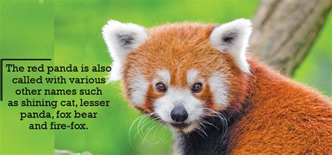 Red Panda Facing Threats Despite Conservation Efforts