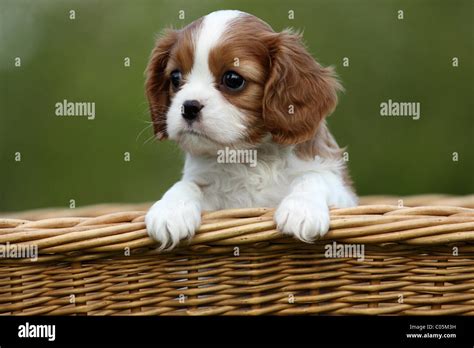 Cavalier King Charles Puppy Stock Photo Alamy