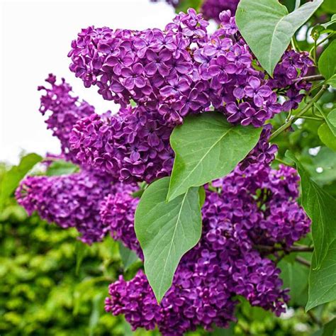 Charles Joly Lilac Shrub Buy Lilac Bushes Spring Hill Nurseries