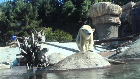 Polar Bear Research At San Diego Zoo Youtube