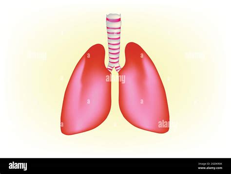 Anatomie Du Poumon Humain Structure Du Poumon Humain Illustration