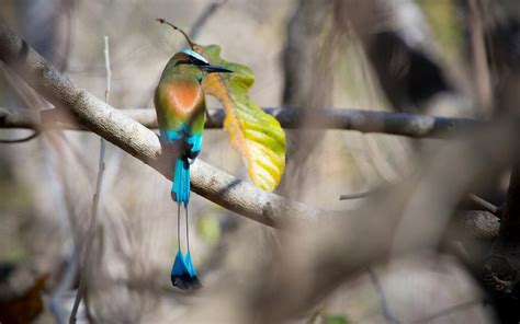 Nos Trois Oiseaux Préférés Au Costa Rica Youcome Voyage Sur Mesure