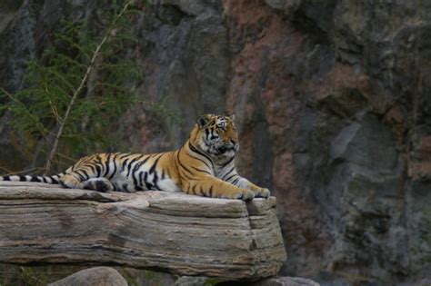 Tiger Free Stock Photo Siberian Tiger Sitting On A Rock 2235