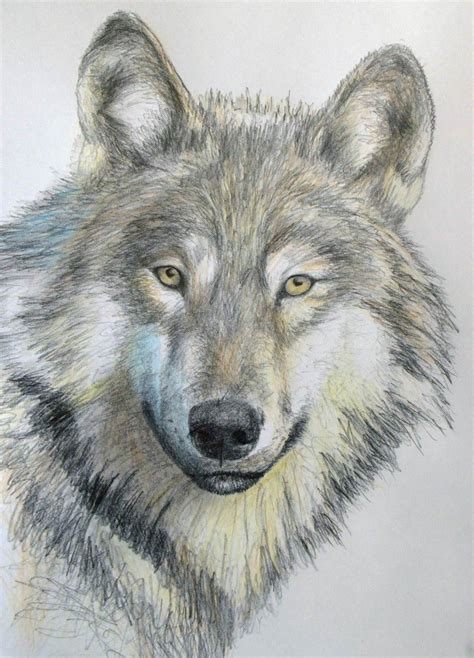 How To Draw A Wolf In Pencil Dibujos De Animales Dibujo Lobo