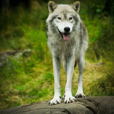 Timber Wolf Puppy And Timber Wolf Breed Information