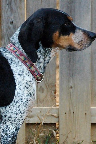 Bluetick Coonhound Dog Breed Facts And Information Wag Dog Walking