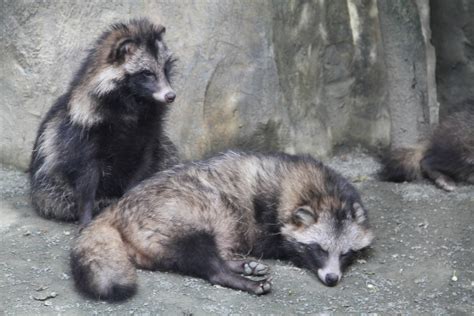 Raccoon Dogs Nyctereutes Procyonoides Zoochat