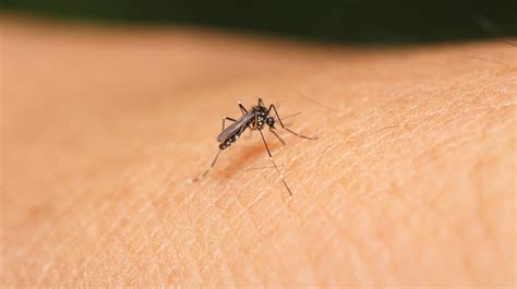 ¿qué Es El Virus Zika Síntomas Y Tratamientos Cinfasalud