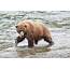 Grizzly Bear Fishing For Sockeye Salmon At Brooks Falls In Katmai 