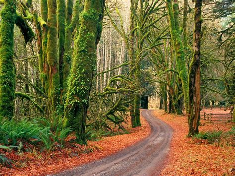 Travel Olympic National Park In Washington Usa The Wow Style