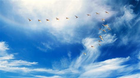 Birds In Sky Wallpapers Wallpaper Cave