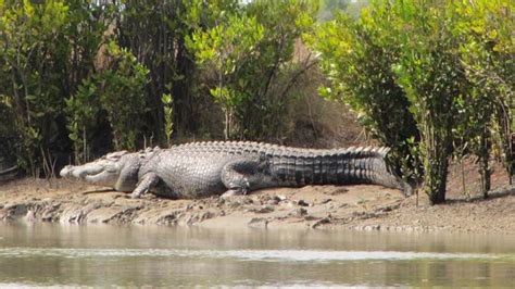 Photo Of Legend Crocodile Resurfaces As Does Whispers Of Its Existence