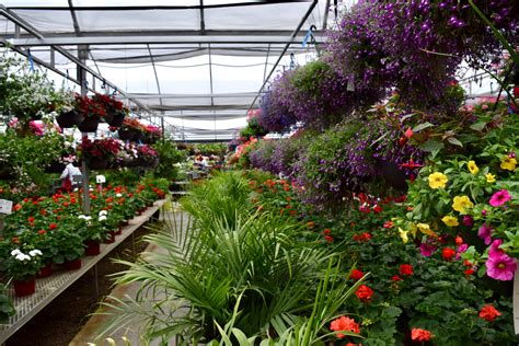 Polwatta plant nursery in colombo srilanka,wholesale and reatil anthurium,orchid,bud fruit,garden service,buying plants. Home - Stockslagers Greenhouse Garden Center
