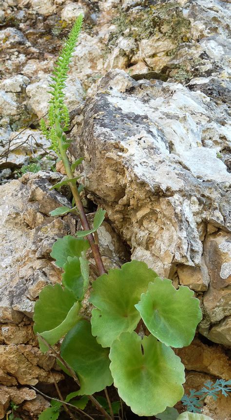 View the profiles of professionals named hasan yamani on linkedin. Umbilicus horizontalis - Plant Biodiversity of South ...