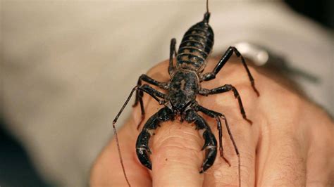 6 Cool Facts And Care Tips For Vinegarroon Scorpions Howcast
