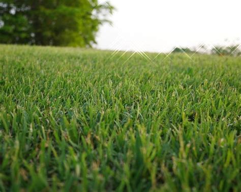 What Is Couch Grass Lawn Advice Yates Australia