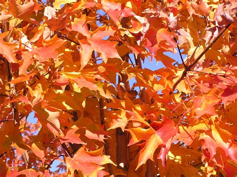 Autumn Blaze Maple Archives Knechts Nurseries And Landscaping