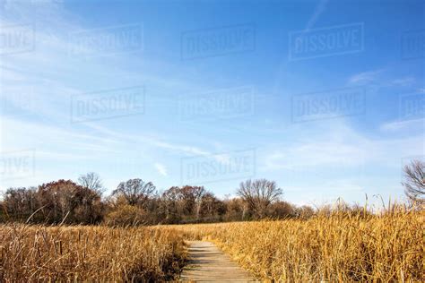 Path Through Tall Grass Field Under Blue Sky Stock Photo Dissolve