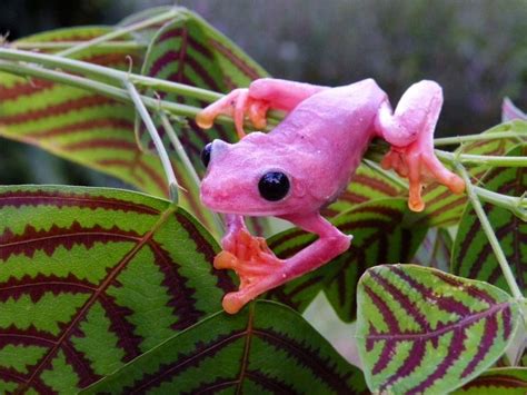 Pink Tree Frog Red Eyed Tree Frog Tree Frogs Amazing Frog